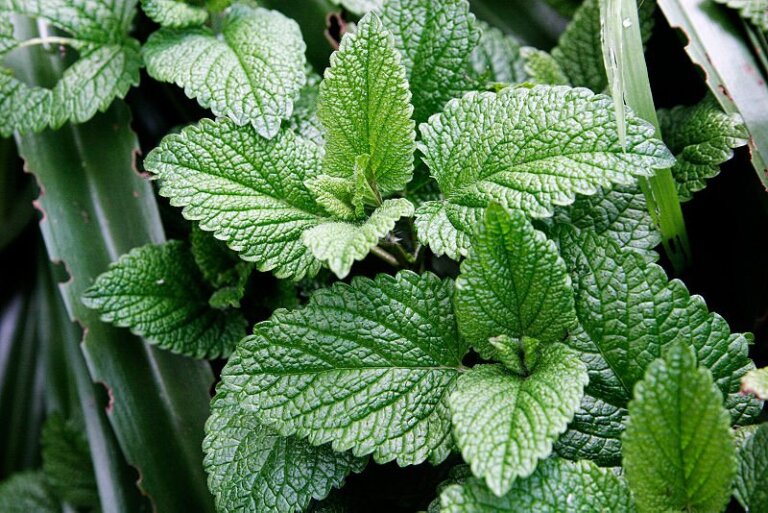 Menta – analgezic natural