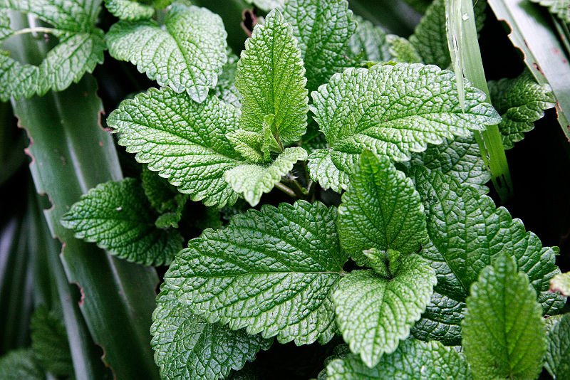 Menta – analgezic natural
