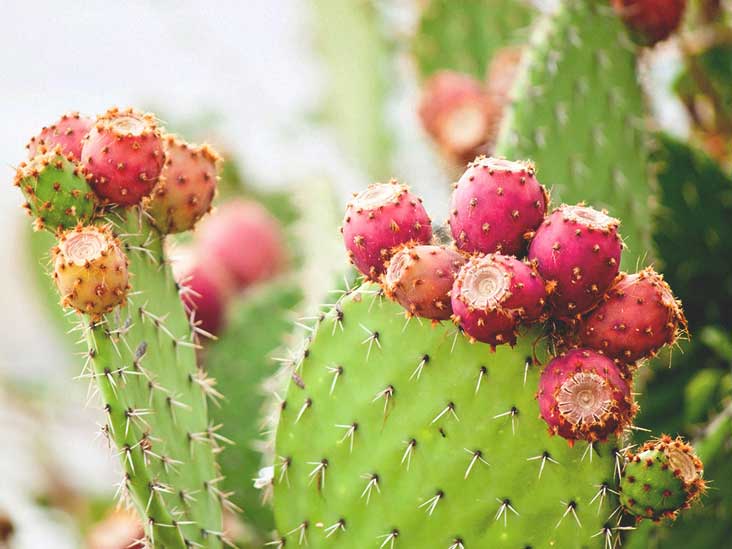 Nopal Cactus