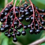 Tratamente naturiste cu extract de soc negru (Sambucus Nigra)
