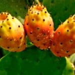 Cactusul NOPAL
