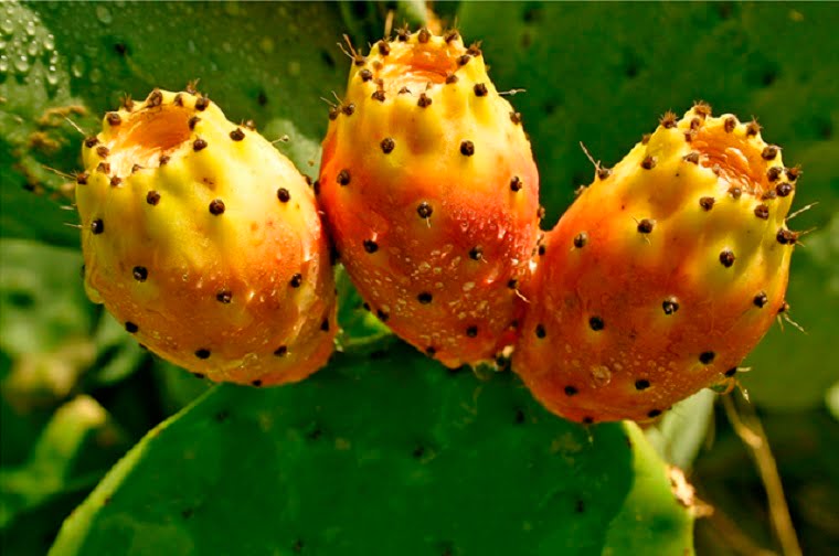 Cactusul NOPAL