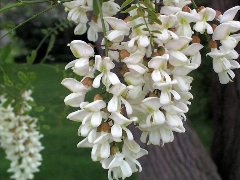 Florile de salcam