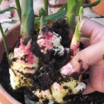 Cum să cultivi ghimbir în ghiveci chiar la tine acasă