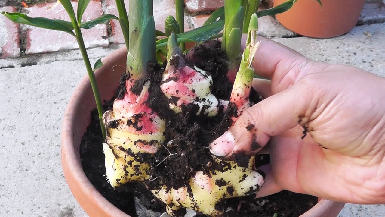 Cum să cultivi ghimbir în ghiveci chiar la tine acasă