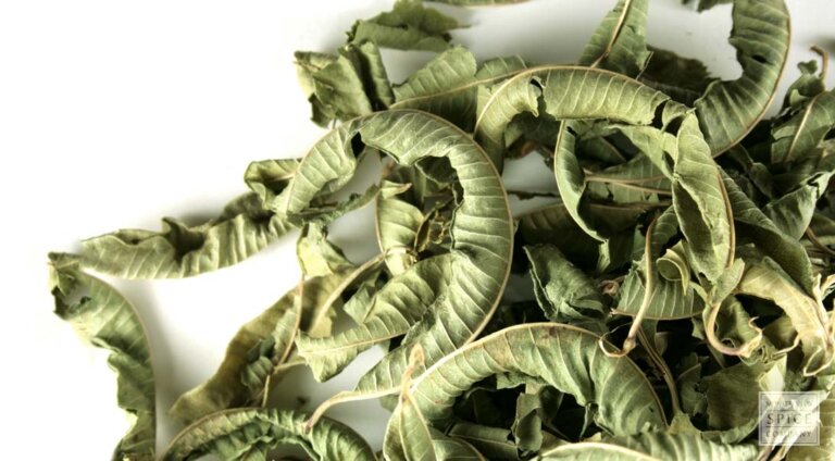 Lamaita planta-leac impotriva Helicobacter pylori