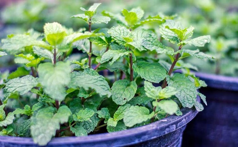 Topul plantelor care tratează afecţiunile digestive