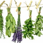 Plante medicinale si ierburi care fac minuni in cura de detoxifiere si de slabire