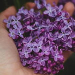 Leacul extraordinar din florile de liliac. Dincolo de frumusete e multa SANATATE