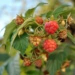 Extractul de mladite de zmeur