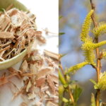 Plantele medicinale ale lunii martie - ciubotica-cucului si salcia