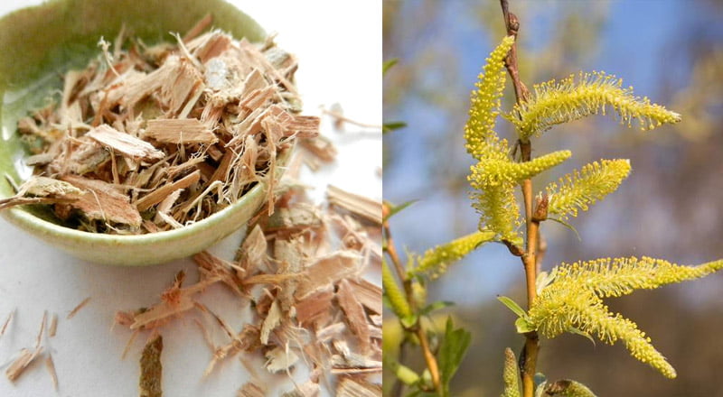 Plantele medicinale ale lunii martie - ciubotica-cucului si salcia