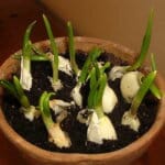 Cum sa cultivi singura acasă cel mai sanatos usturoi