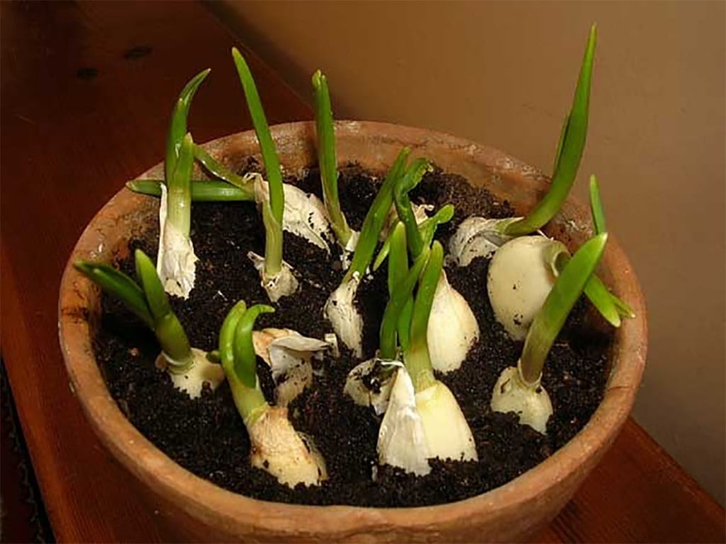 Cum sa cultivi singura acasă cel mai sanatos usturoi