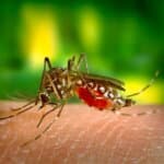 Remedii naturiste eficiente impotriva intepaturilor de insecte