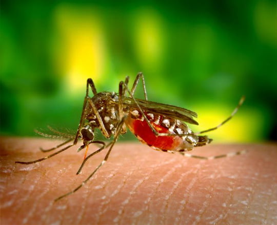 Remedii naturiste eficiente impotriva intepaturilor de insecte
