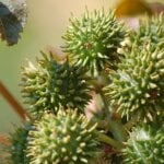 Uleiul de ricin regenereaza parul si ingrijeste pielea