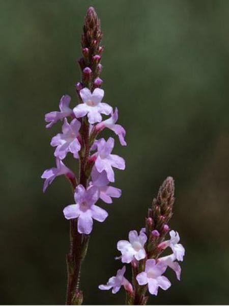 Floare de verbina