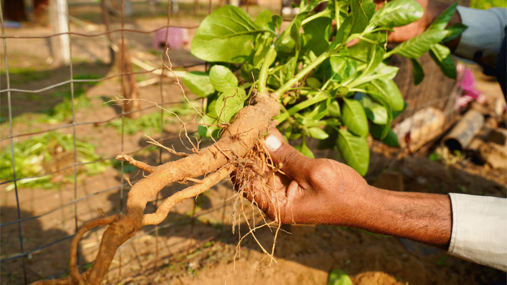 Adaptogen blog