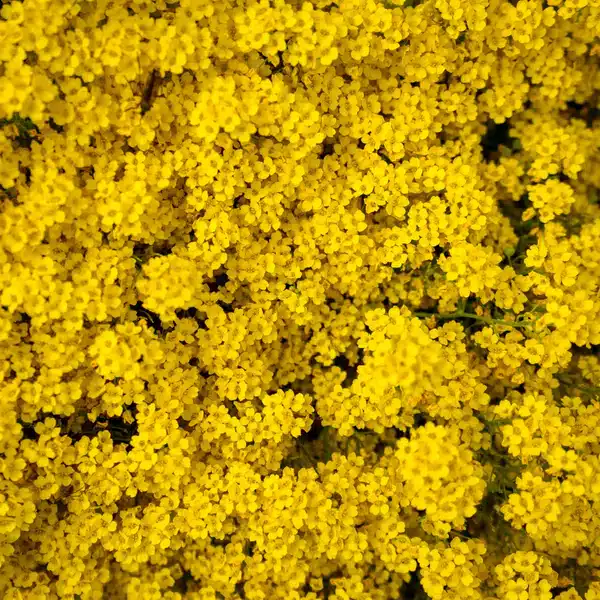 Balsam deodorant 48H cu Bergamotă ENDRO, 50g