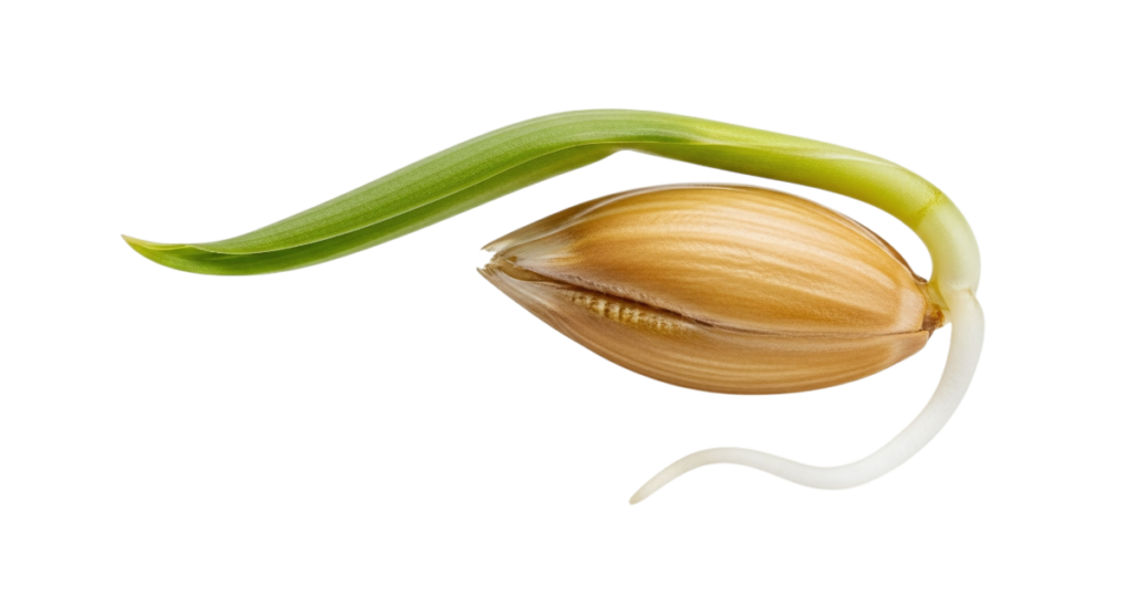 Orzul germinat în cosmeticele bio – secretul ancestral al pielii luminoase 1 sprouted barley